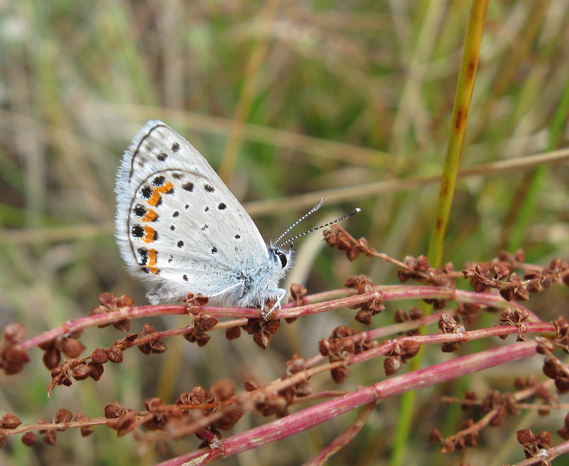 Lupine blue butterfly Stanislaus National Forest California